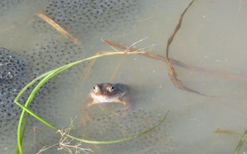 Mitmachaktion: Erfassung von Amphibienlaich